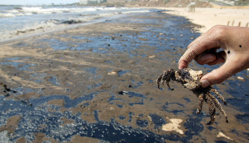 البحر الملوث يقتل الثروة البحرية (هيثم الموسوي)