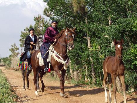 مزارع الخيول العربية في بعلبك:  الخير معقود في نواصيها