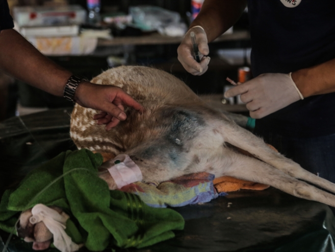 إخلاء حيوانات من غزة خشية على أرواحها 