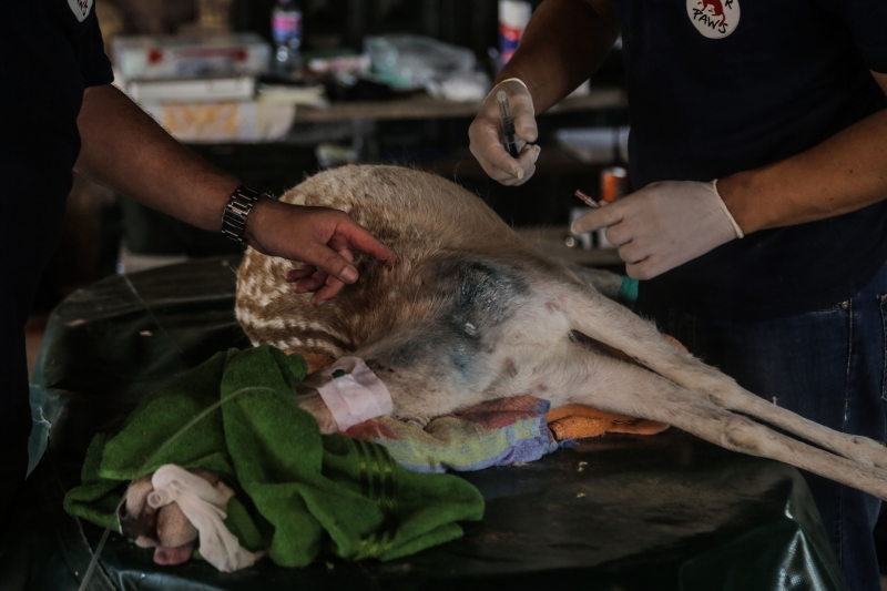 طالبت المؤسسات الدولية أكثر من مرة بإخراج الحيوانات من غزة (الأخبار)