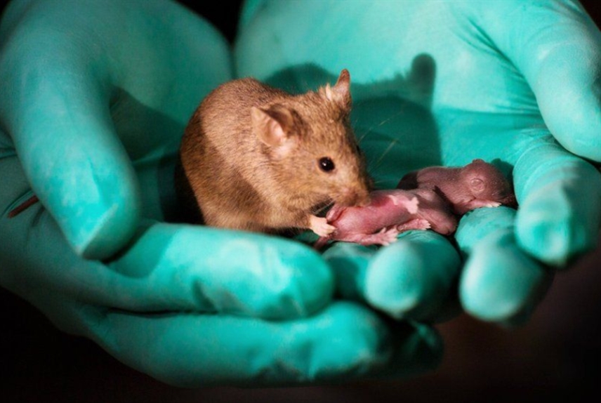 ولادة فئران لأُنثيَيْن دون الحاجة إلى ذَكَر