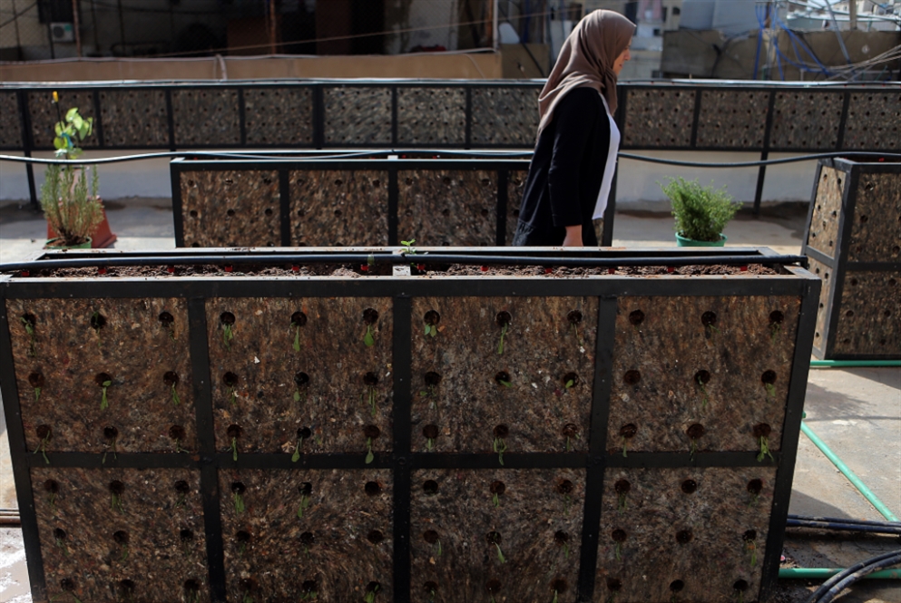 برج البراجنة: فلسطين تزرع فوق السطوح