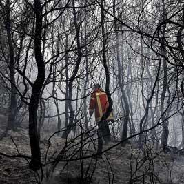 حرائق الغابات: طعنة في الوجود