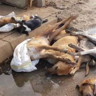 مجزرة كلاب في الميناء: تجار البناء متّهمون