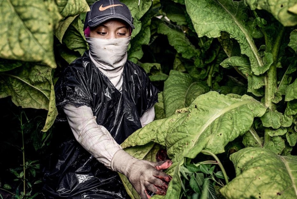 تقرير: أطفال أميركيون يعملون في الزراعة بظروف «مُرعبة»