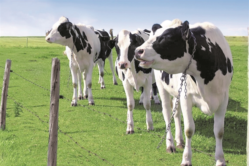 السلّة المدعومة تضرب مربّي الأبقار: الحليب الطبيعي يخسر أمام   «البودرة»!