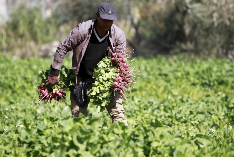 يحصل المزارع اللبنانيّ على 190 ليرة فقط من كل ألف ليرة 