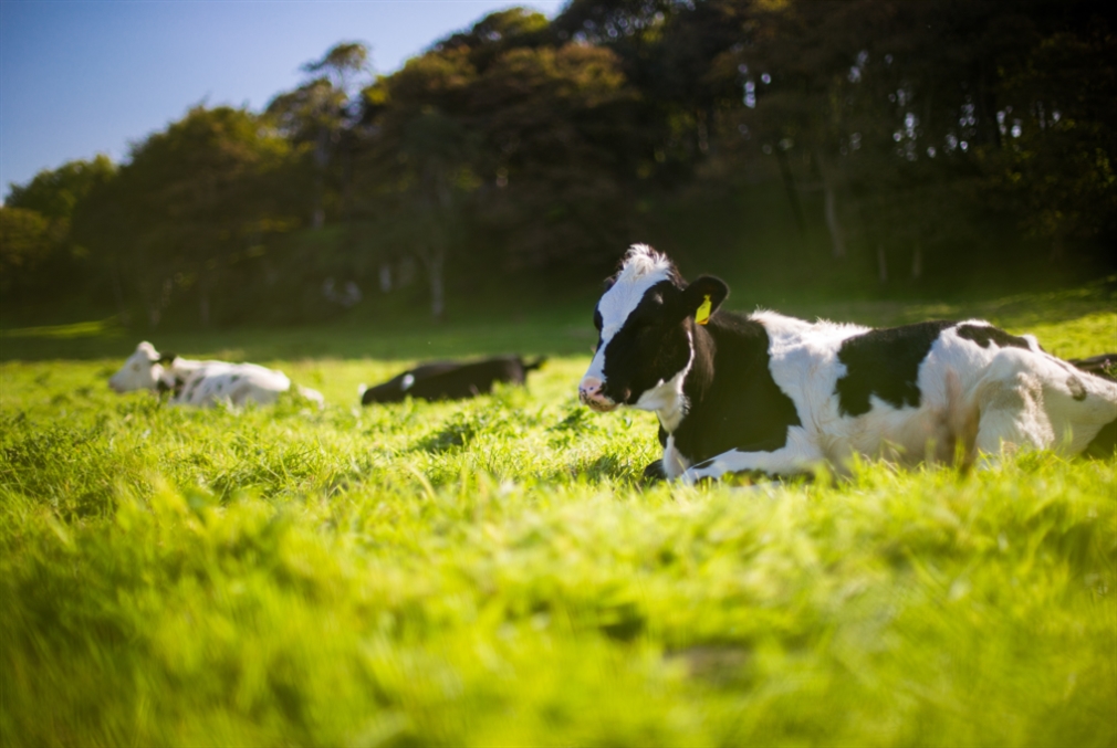 «جنون البقر» يدفع الصين إلى حظر استيراد لحوم الأبقار البريطانيّة