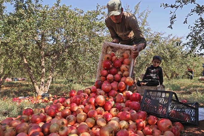 سوريا تحت شبح الفجوة الغذائية: نحو إحياء ثورة الثمانينيّات
