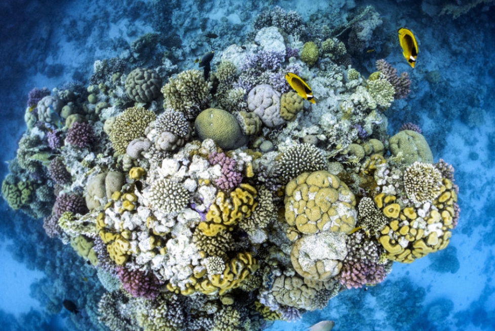 العالم فقد 14% من الشُعب المرجانية بين عامي 2009 و2018
