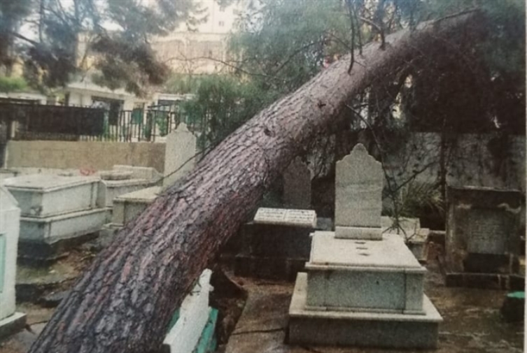 طرابلس: أشجار مقبرة باب الرّمل المقتلعة موضع سجال