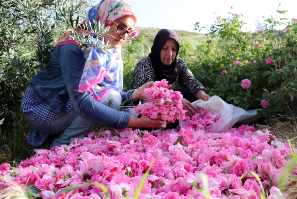 «كرنفال الورد» في البقاع: مئات المزارعين بمواجهة النحل... وجشع التجار!