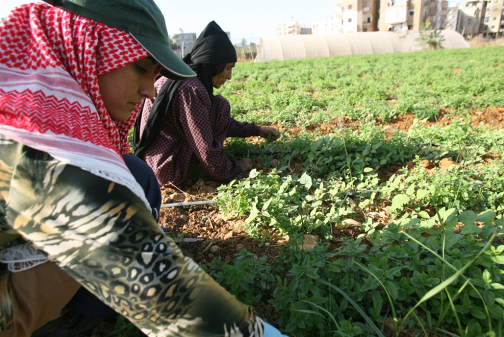 «جمعية المزارعين» تطالب بدعم المستلزمات الزراعية