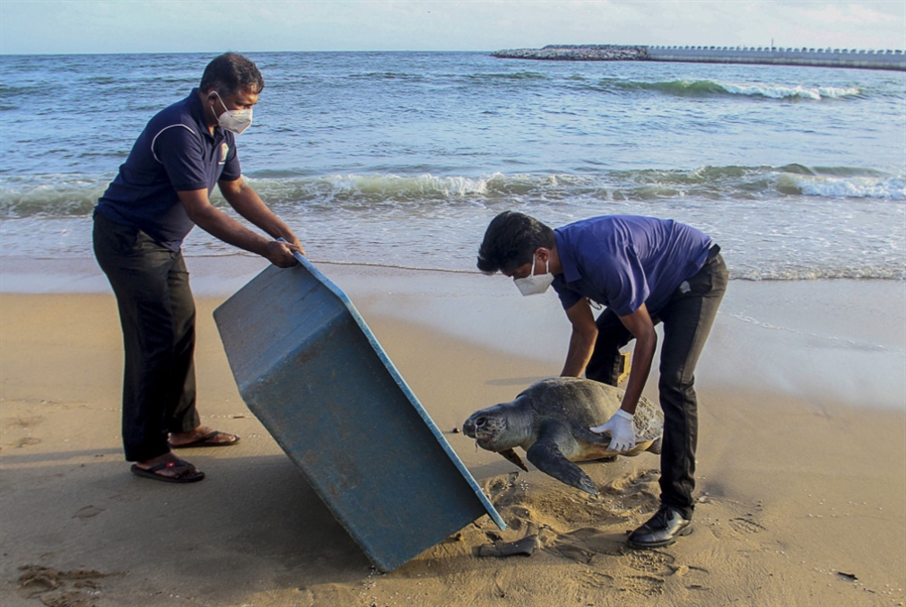 «حرقاً وتسمّماً»... هكذا نفقت مئات الحيوانات البحرية في سريلانكا!