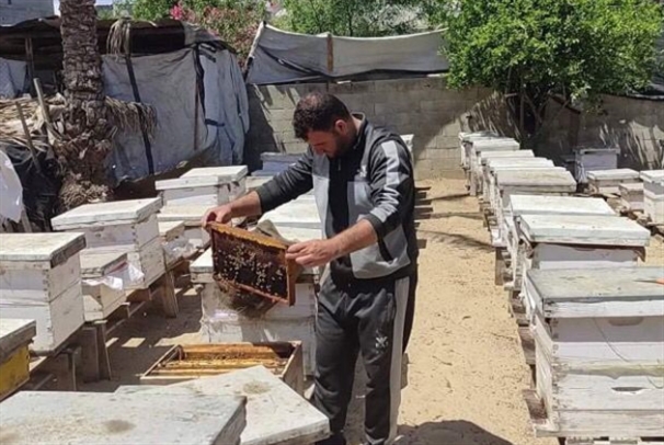 لا موسم عسل في غزة: العدوان يقتل النحل أيضاً 20216320553882637583505380824616
