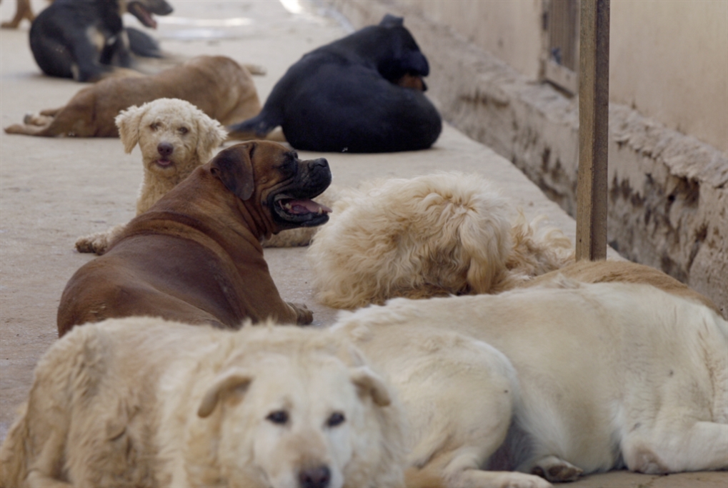 الموت بلدغة عقرب أو بعضّة كلب: فقدان أدوية داء الكلَب