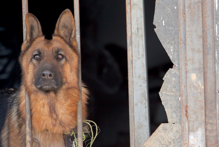 طرابلس: جريمة جديدة بحق الكلاب