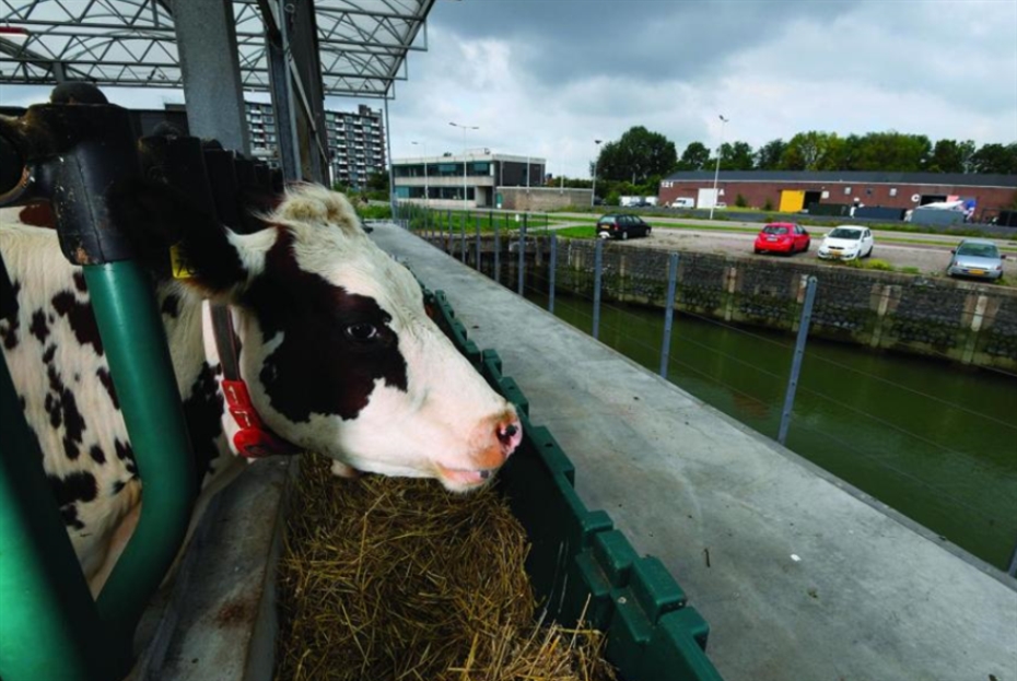 روتردام: مزرعة أبقار كاملة فوق الماء لحماية المناخ