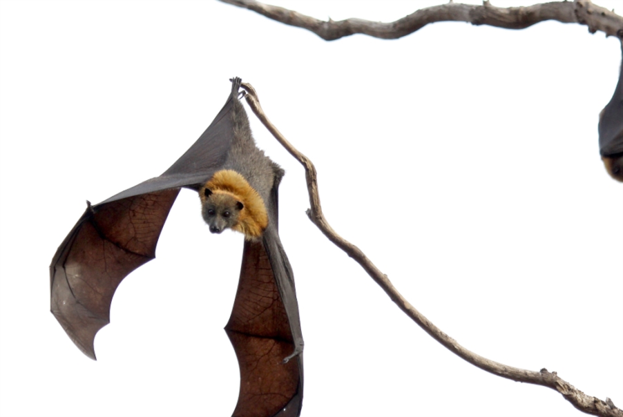 باحثون يبدأون بجمع عينات من الخفافيش في كمبوديا لمعرفة أصل كوفيد-19