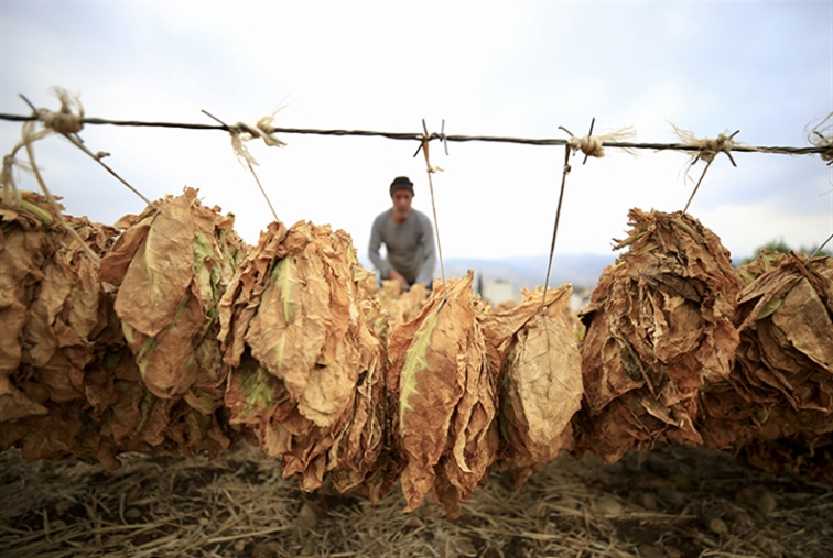 الدفع دفعة واحدة بعيداً من المصارف: الريجي تسعّر التبغ للمزارعين بالدولار