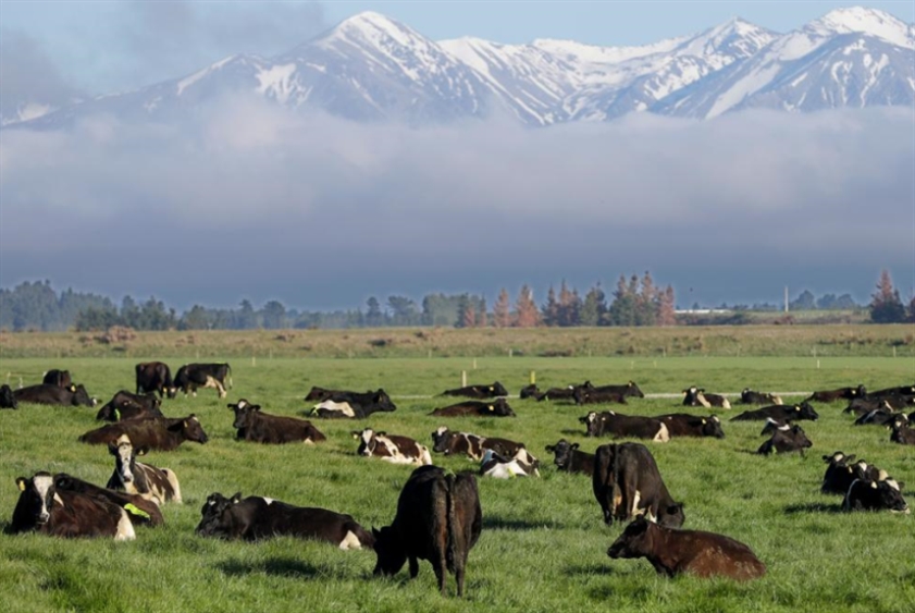 نيوزيلاندا| مزارعون يعتصمون رفضاً لضريبة على انبعاثات مواشيهم