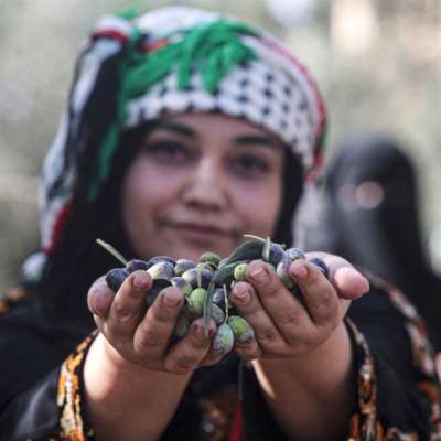 «جيروعة» فلسطين... في موسم الزيتون