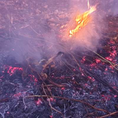 حرق نفايات يوميّ وقطع أشجار: مجزرة بيئية في برسا- الكورة