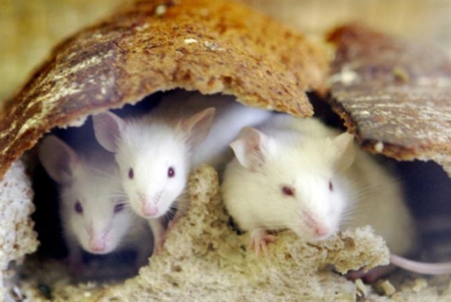 دراسة تكشف أن الفئران تتفاعل على الإيقاعات الموسيقية