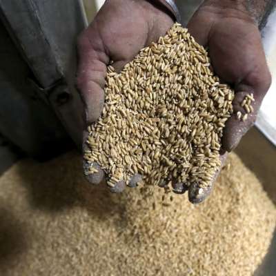 نقابة مزارعي الحبوب: ما نشرته «الأخبار» حول تعطيل موظّف لمناقصة شراء بذار القمح إخبارٌ للقضاء