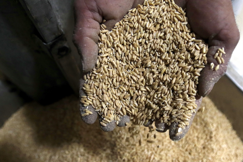 نقابة مزارعي الحبوب: ما نشرته «الأخبار» حول تعطيل موظّف لمناقصة شراء بذار القمح إخبارٌ للقضاء