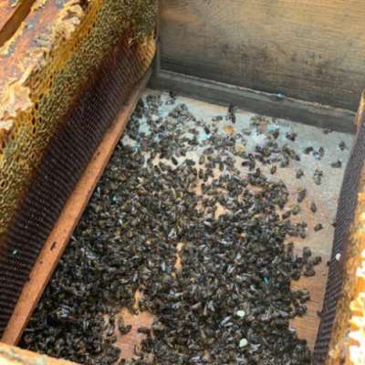 جريمة تسميم النحل في الشوف تستنفر القوى الأمنية والسياسية