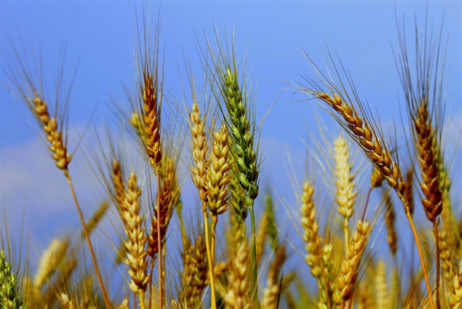 العالم على أعتاب أزمة:
القمح... تلك النبتة المقدّسة
