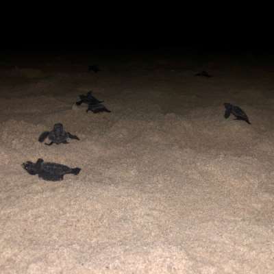 إطلاق الدفعة الأولى من السلاحف في محمية شاطئ صور