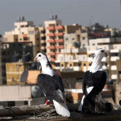 كشّ الحمام: مطاردات بين الطيور... ومع القوى الأمنية