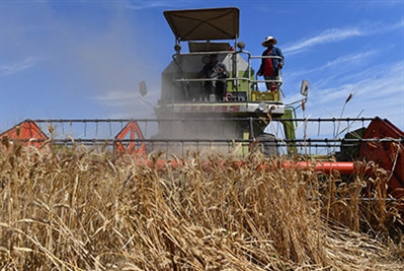 روسيا تدرس وقف صادرات القمح وزيت دوار الشمس