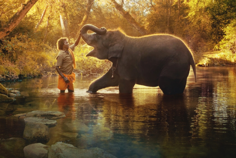 الفيل اليتيم «راغو» أخذنا إلى إنسانيتنا
