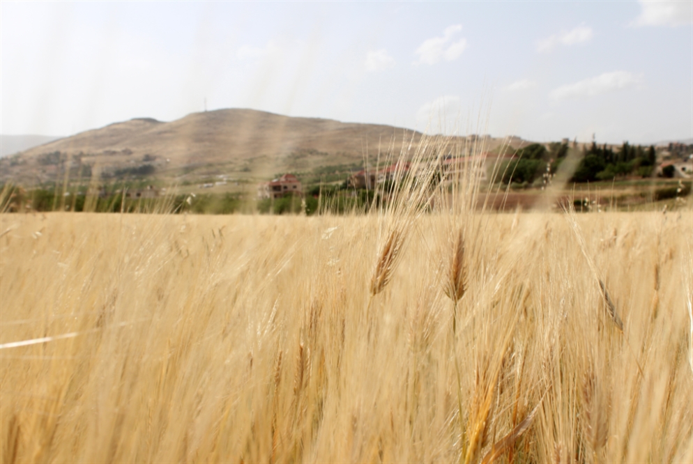 القرحف يهدّد القمح و«الزراعة» غائبة