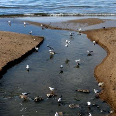 مياه شاطئ صيدا «غير مَأمُونة»: لا أموال لمعالجة الصرف الصحي!