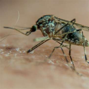 الولايات المتّحدة: تسجيل أولى الإصابات المحلية بالملاريا منذ 20 عاماً