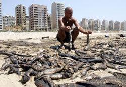 اسماك نافقة على الشاطئ اللبناني جراء التسرب النفطي (أرشيف - وائل اللادقي)