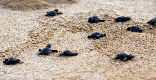 السلاحف تتمشّى على رمال شاطئ صور