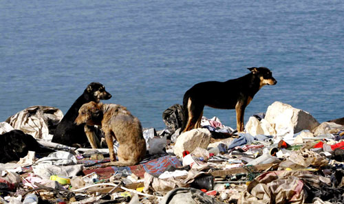 ثلاثة كلاب تتربع على قمة جبل النفايات في صيدا