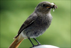 للطيور مهمات بيئية تسهم في الحفاظ على توازن الطبيعة