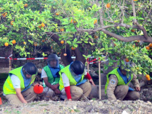 عاملات في فريق ماغ ينظفن حقل زراعي من القنابل العنقودية (أرشيف)