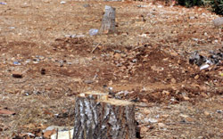 قطع الاشجار يحتاج إلى موافقة وزير الزراعة والبلدية (الأخبار)