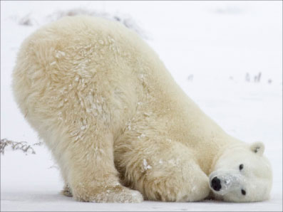الدب القطبي يرفض النوم