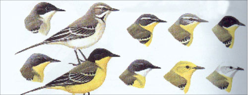 مجموعة طيور بينها طائر ذعرة (فتاح) الذي يتكاثر في لبنان
