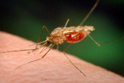 بعوضة مسببة للملاريا