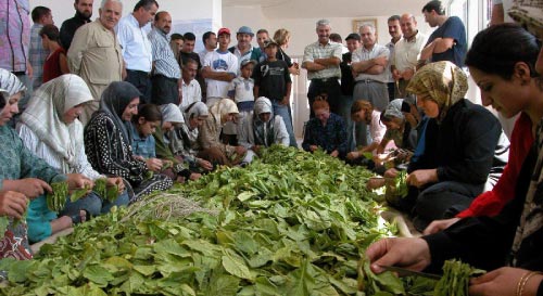 مزارعون «يشكّون» أوراق التبغ (أرشيف ــ كامل جابر)