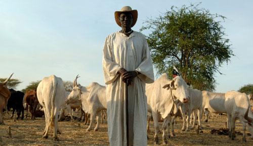 مزارع سوداني يسوق قطيعه من واراب إلى أبيي في هجرة سنويّة لتفادي الجفاف (ت. ماكولكا ــ أ ف ب)